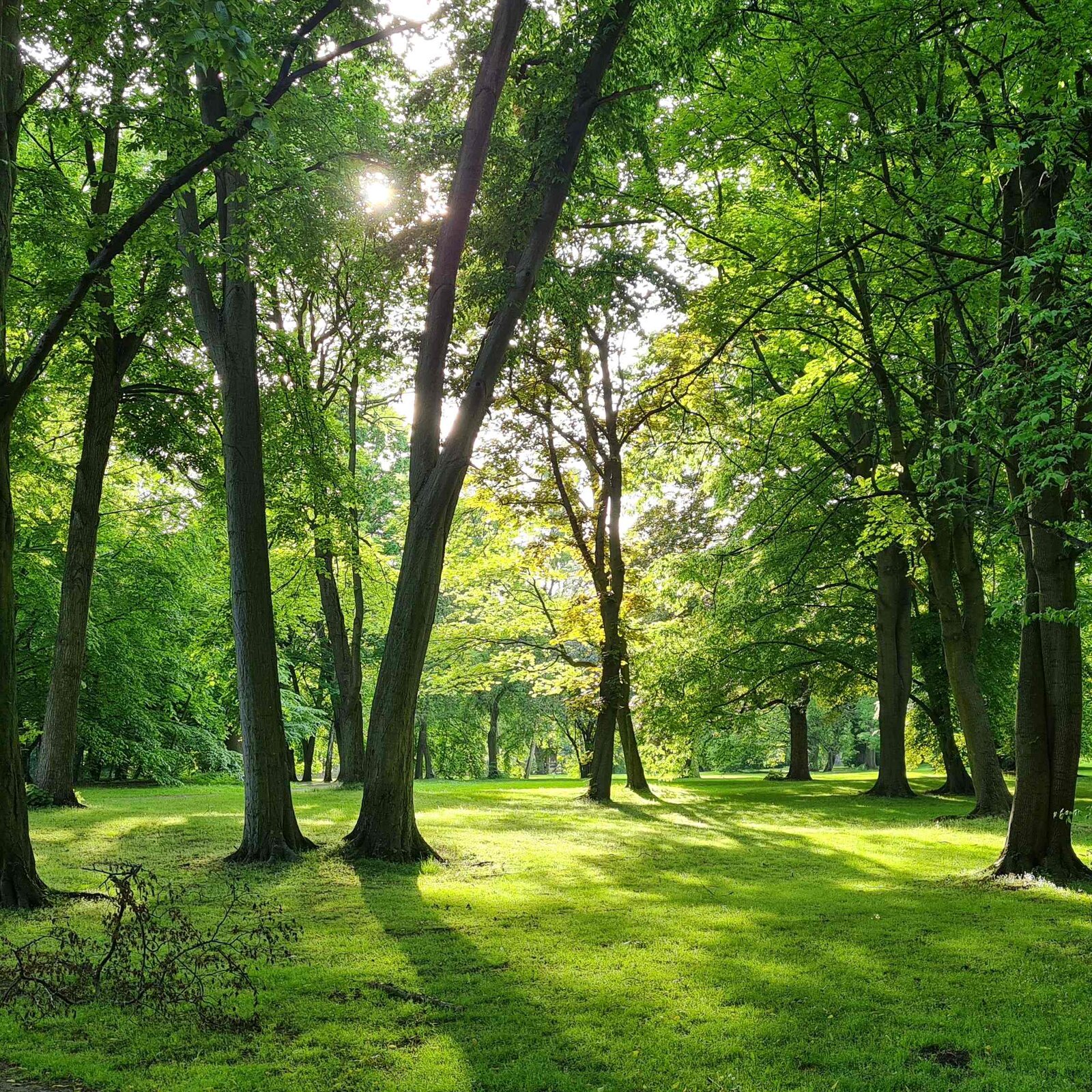 Alter Baumbestand im Braunschweiger Bürgerpark mit Sonnenlicht